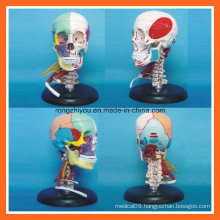 Human Skull Bone Separation Colored Anatomical Medical Model